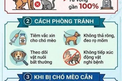 BÀI TUYÊN TRUYỀN PHÒNG CHỐNG BỆNH DẠI VỀ SỨC KHỎE CỘNG ĐỒNG